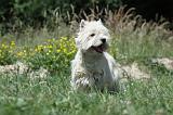 WESTIE 256